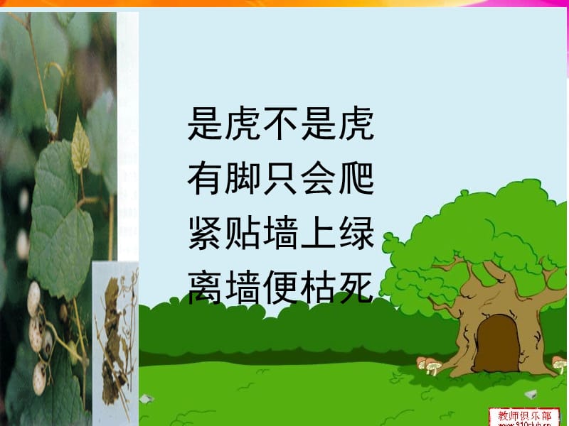 2019年爬山虎的脚_2精品教育.ppt_第1页