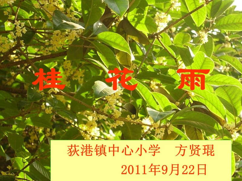 2019年桂花雨方贤琨精品教育.ppt_第1页