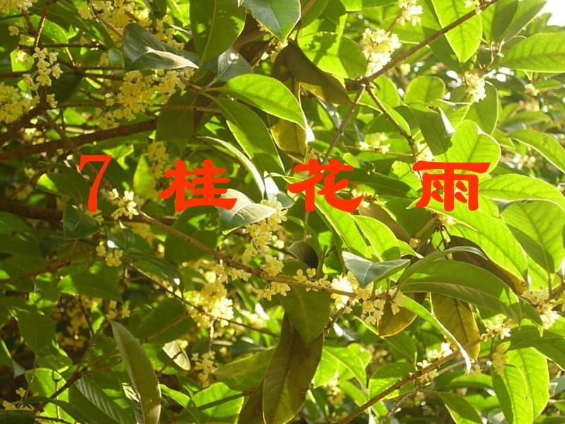 2019年桂花雨方贤琨精品教育.ppt_第3页