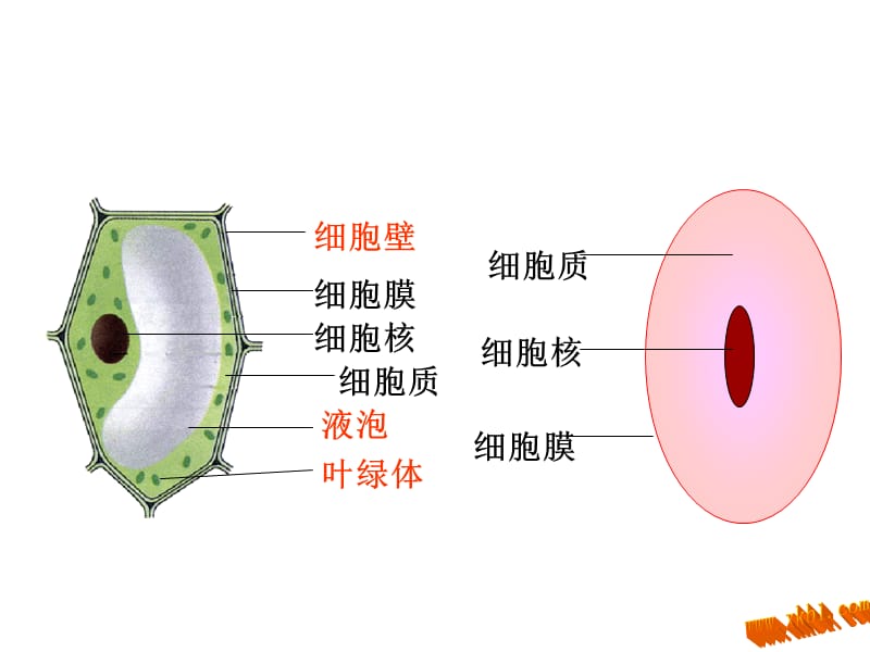 2019年细胞的生活2精品教育.ppt_第2页