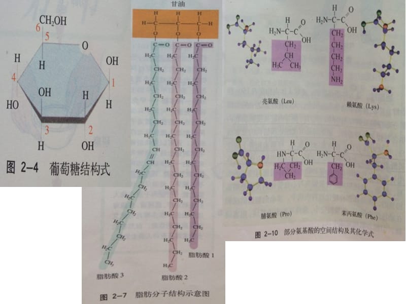 2019年生物体内营养物质的转变精品教育.ppt_第3页