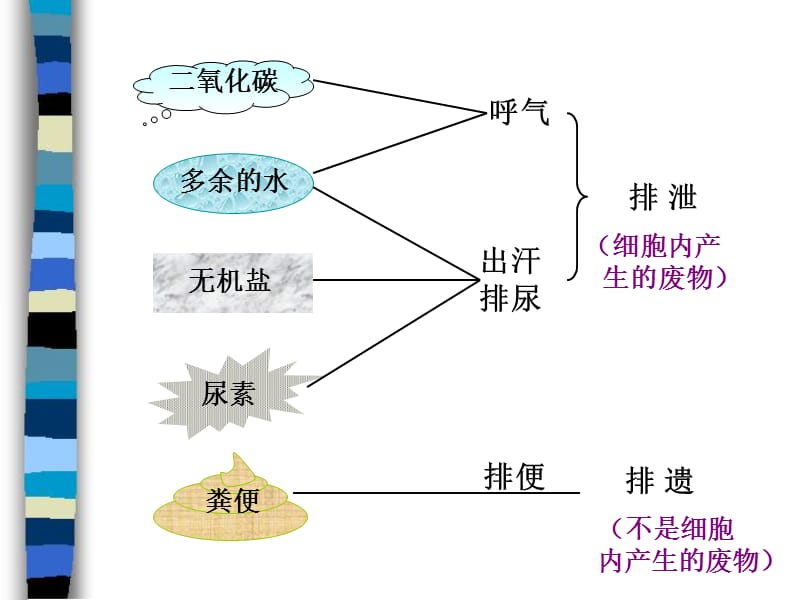 2019年第五章人体内废物的排出复习肖鹏精品教育.ppt_第3页