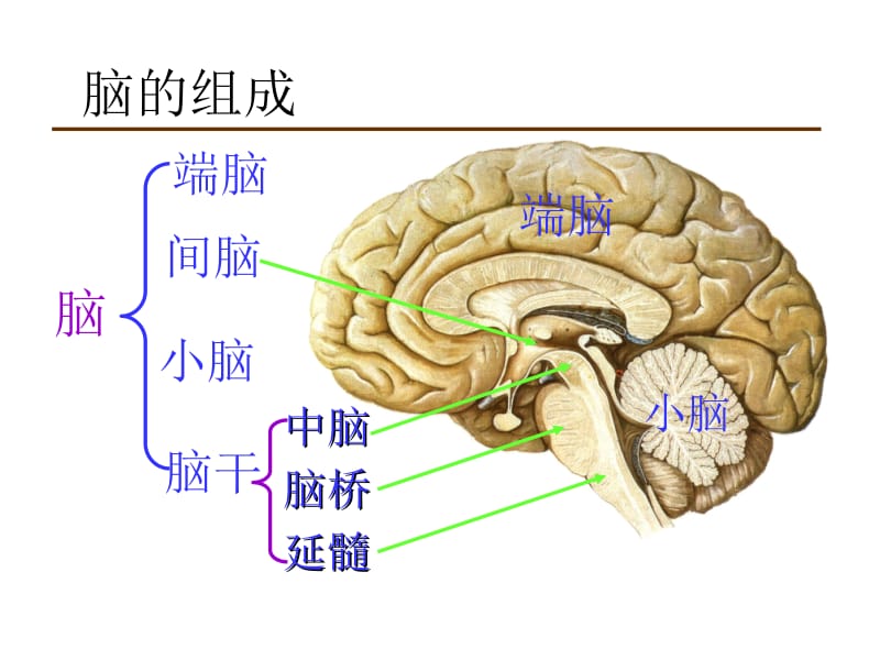 中枢神经系统——脑ppt课件.ppt_第2页