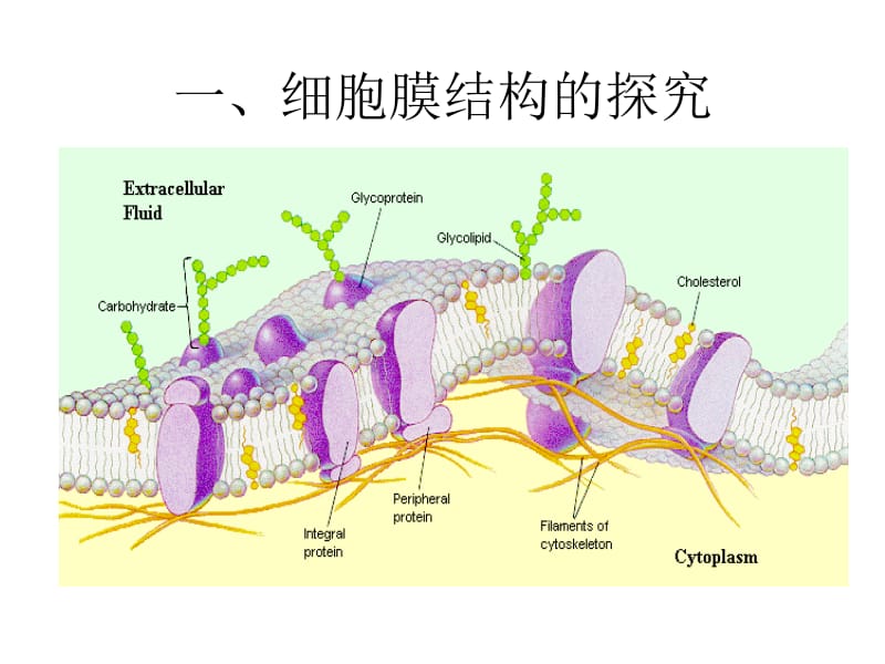 3.1细胞膜-系统边界课件李长永.ppt_第3页