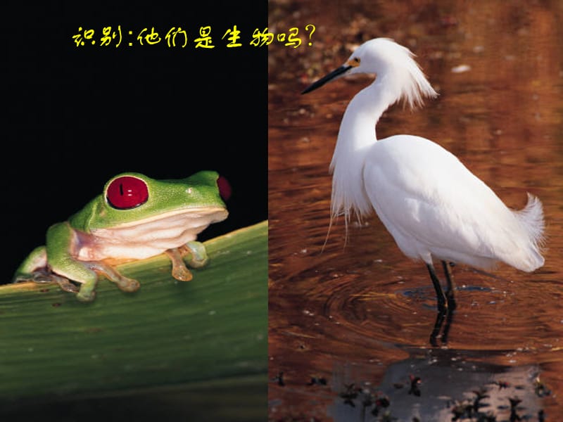 2019年第一节生物的特征（A案）精品教育.ppt_第2页