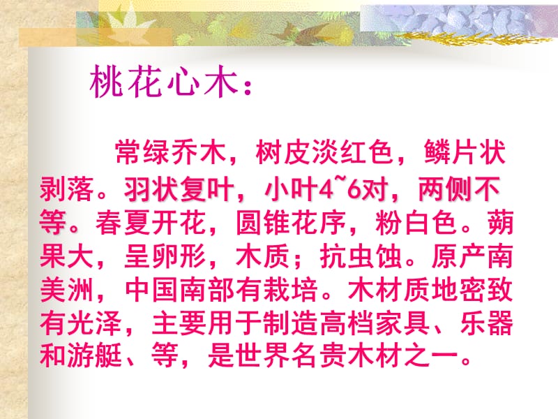 2019年桃花心木.ppt精品教育.ppt_第2页