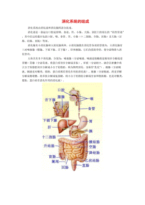 2019年消化系统的组成精品教育.docx