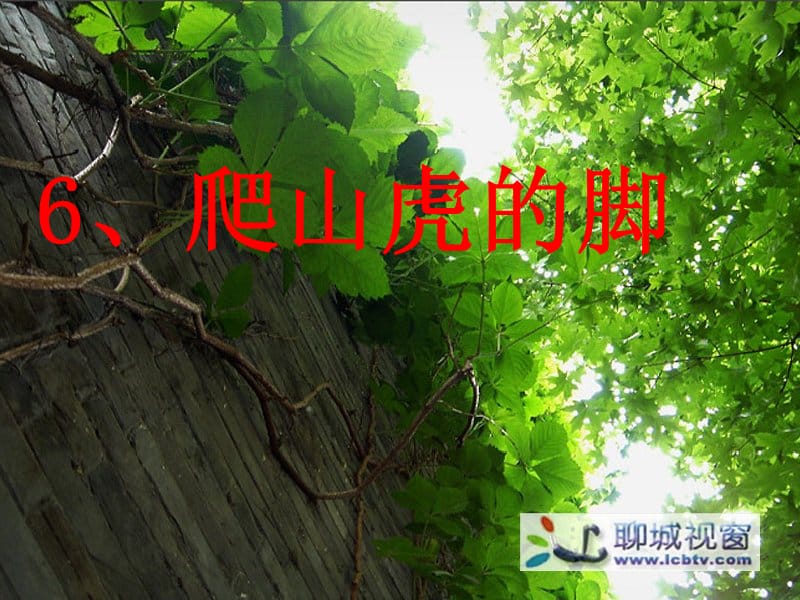 6爬山虎的脚PPT课件.ppt_第3页