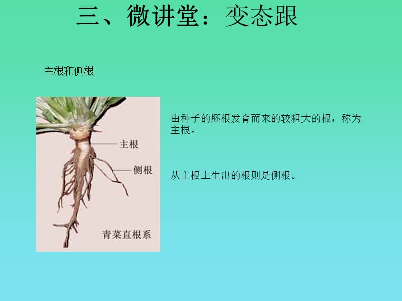 2019年苏教版生物七年级上_第5章_第2节_植物根的生长精品教育.ppt_第2页