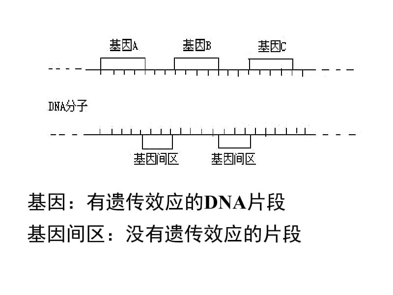4.1《基因指导蛋白质的合成》课件8陈秀峰.ppt_第2页