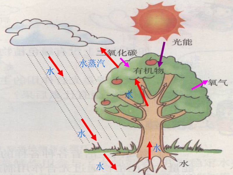 2019年第七章《绿色植物在生物圈中的作用》ppt课件精品教育.ppt_第3页