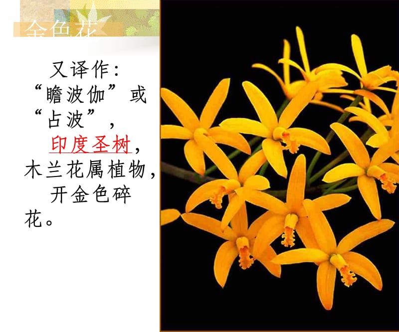 2019年金色花changlanping精品教育.ppt_第2页