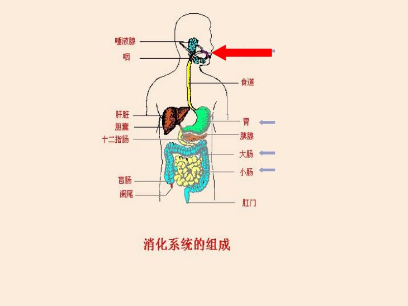 七年级生物 第二节 消化和吸收课件-讲课用.ppt_第2页