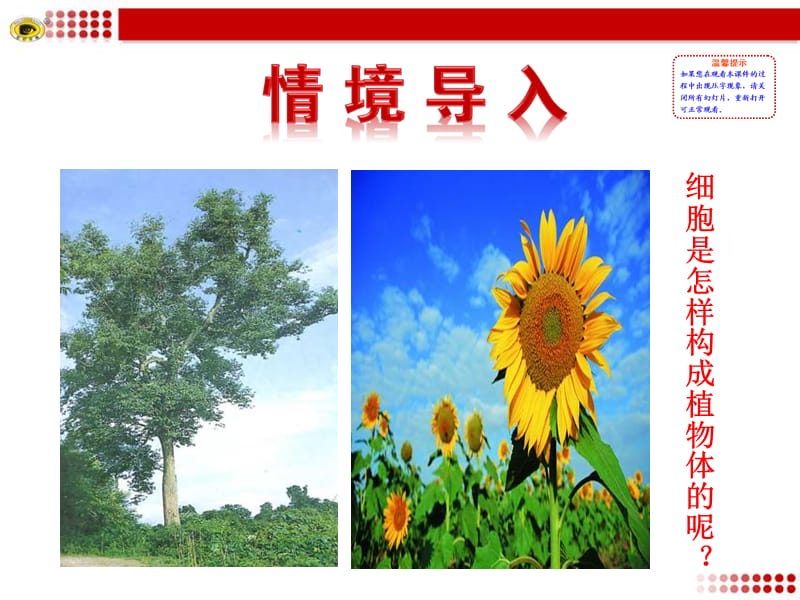 2019年第三节植物体的结构层次精品教育.ppt_第2页