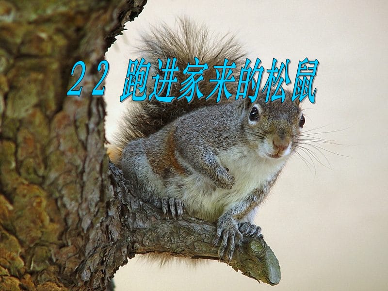 2019年跑进家来的松鼠（可用）精品教育.ppt_第1页