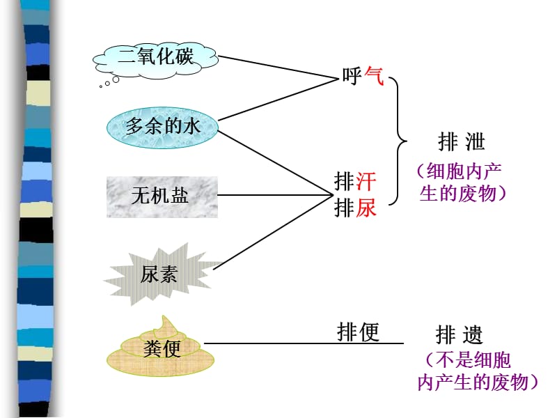 2019年第一节尿的形成和排出精品教育.ppt_第2页