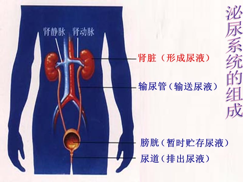 2019年第一节尿的形成和排出精品教育.ppt_第3页