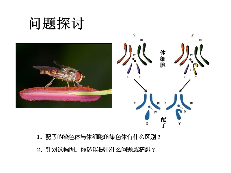 2019年第一节（一）减数分裂精品教育.ppt_第3页