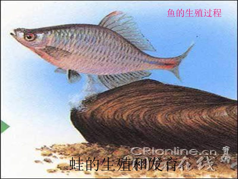 2019年第三节其他生物的生殖精品教育.ppt_第2页