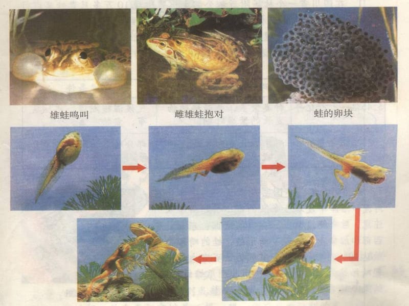 2019年第三节其他生物的生殖精品教育.ppt_第3页