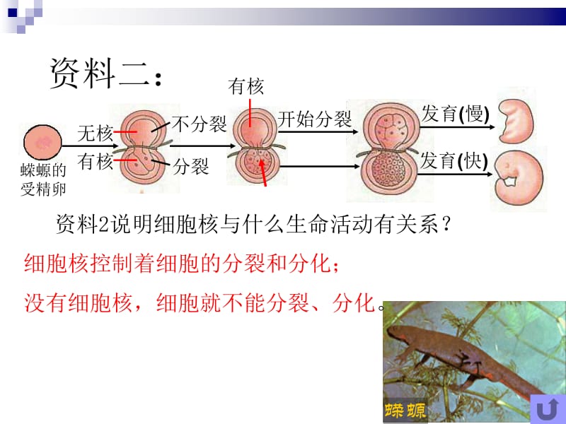 3.3细胞核(公开课).ppt_第3页