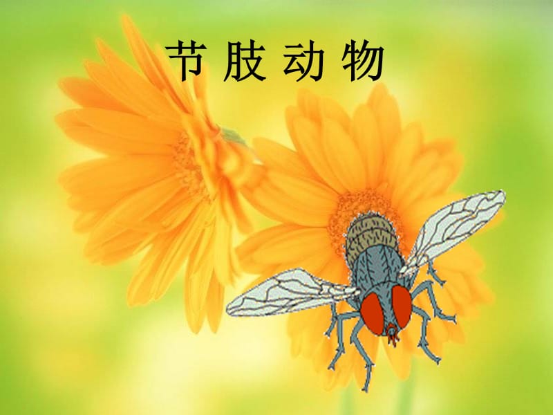 2019年第三节软体动物和节肢动物（二）精品教育.ppt_第1页