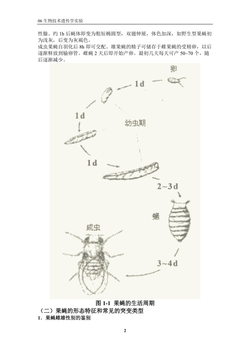 遗传学实验.doc_第2页