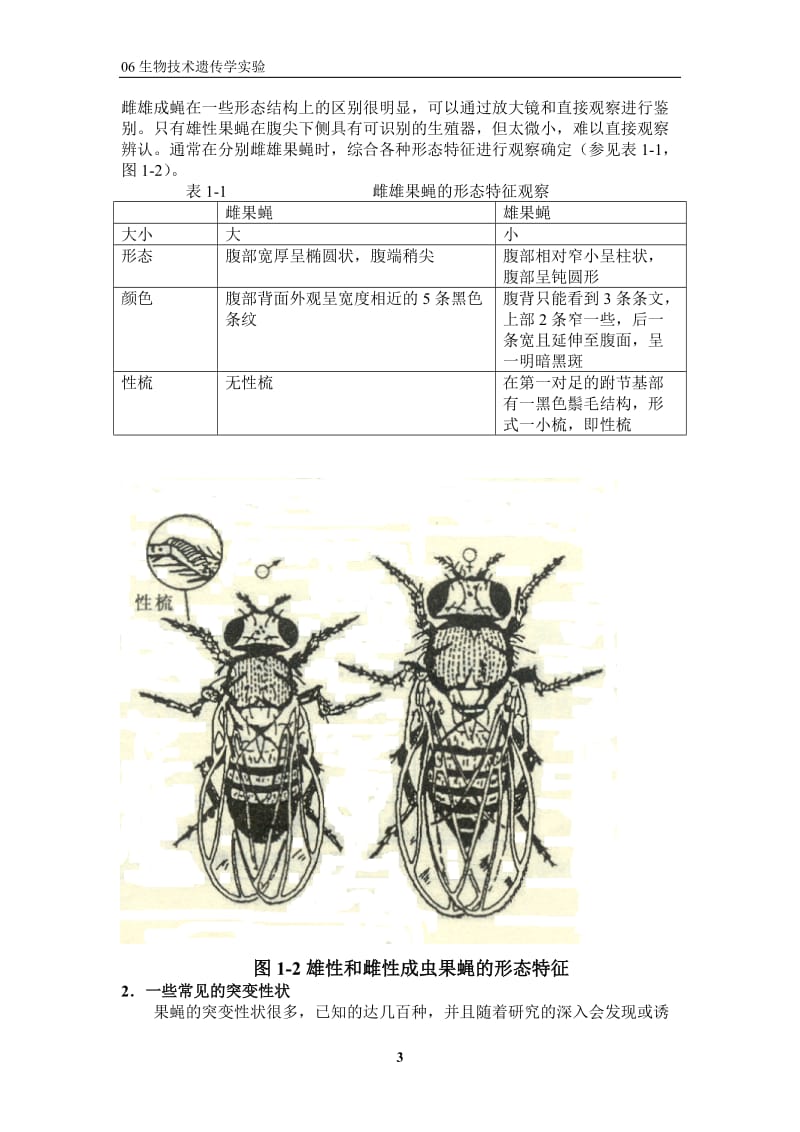 遗传学实验.doc_第3页