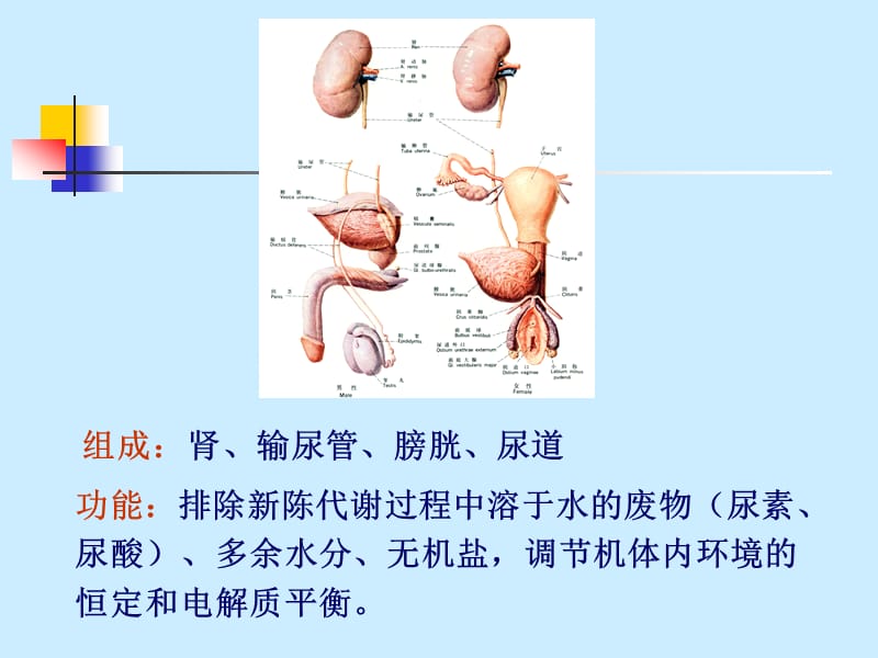 8--内脏学-泌尿生殖1.ppt_第2页