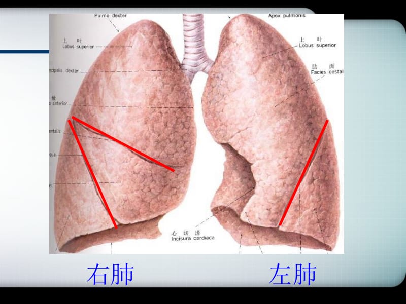 my发生在肺内的气体交换.ppt_第2页