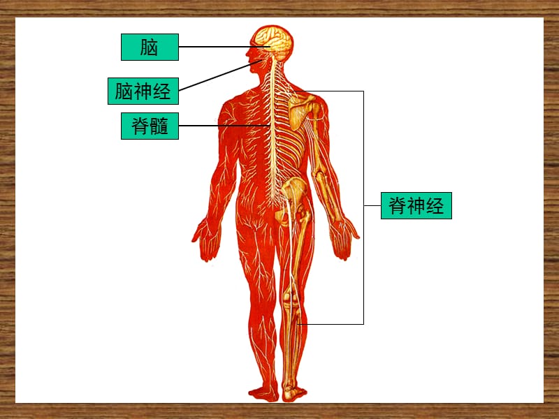 9-第九章-神经系统.ppt_第2页