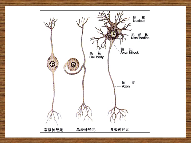 9-第九章-神经系统.ppt_第3页