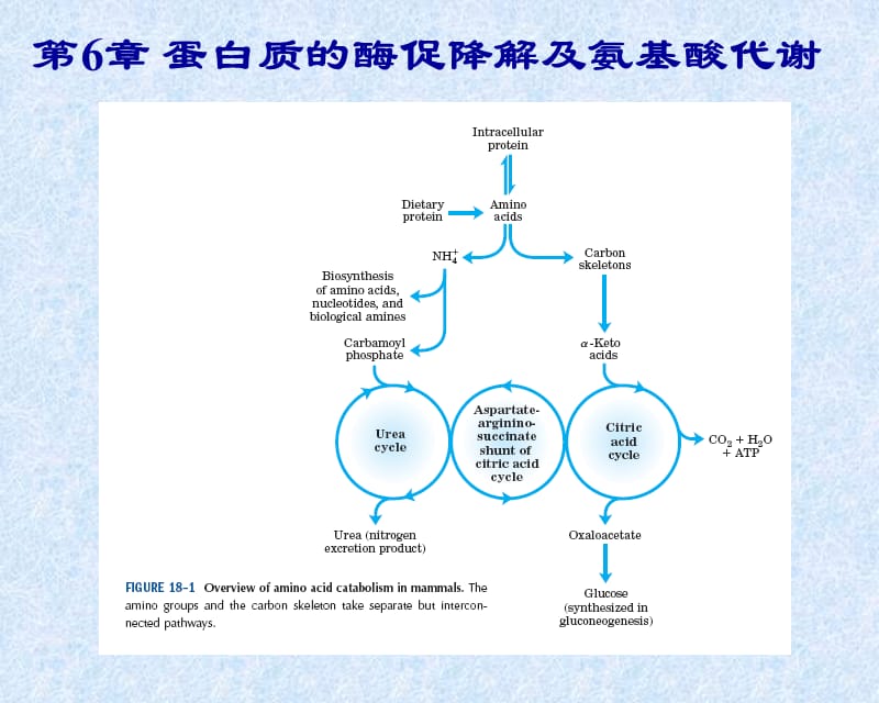 第7章蛋白质的酶促降解及氨基酸代谢.ppt_第1页