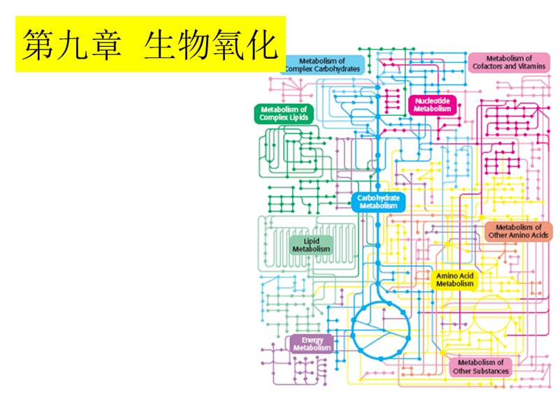 第9章生物氧化与氧化磷酸化.ppt_第1页