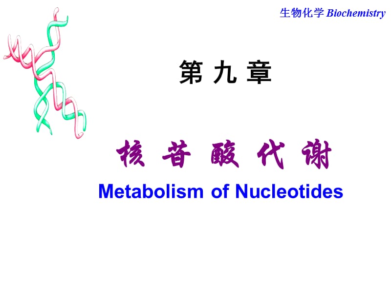 第9章核苷酸代谢.ppt_第1页