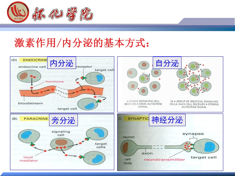 第7章内分泌系统.ppt_第3页