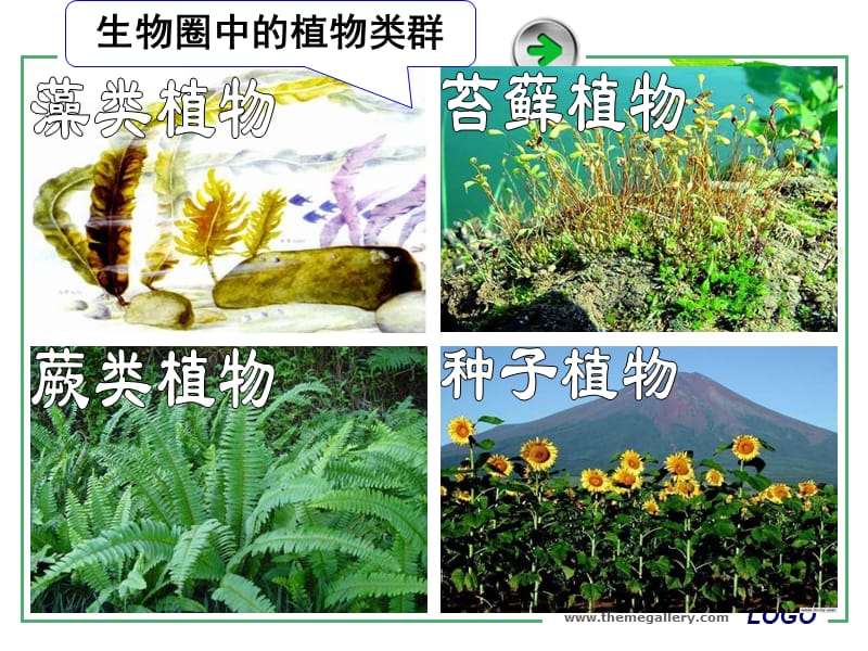 第一节藻类、苔藓和蕨类植物2014.ppt_第3页