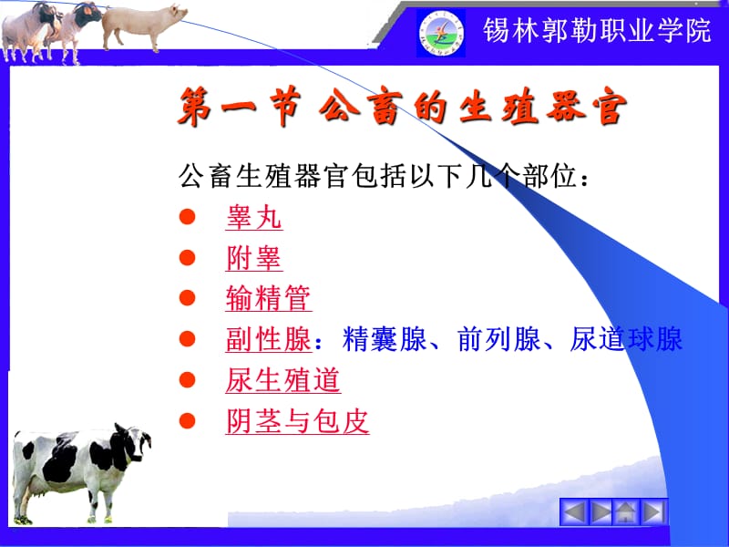 第一章家畜生殖器官.ppt_第3页