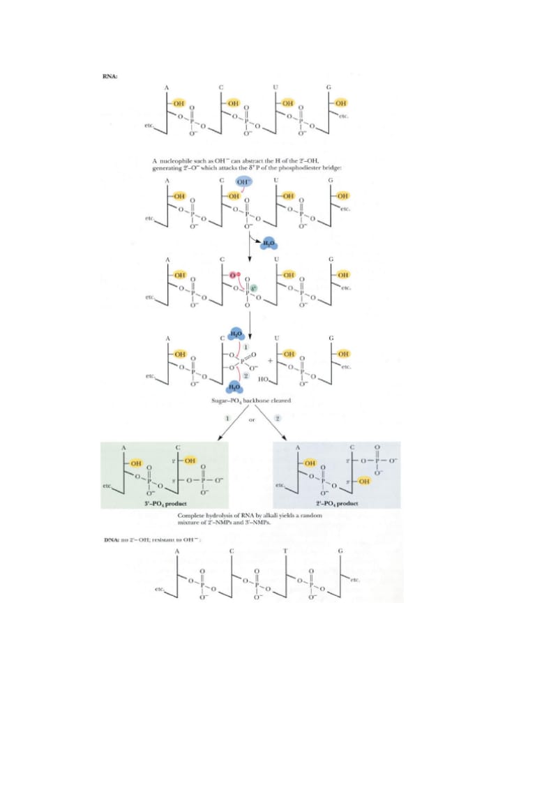 第14章核酸的物理化学性质.doc_第2页