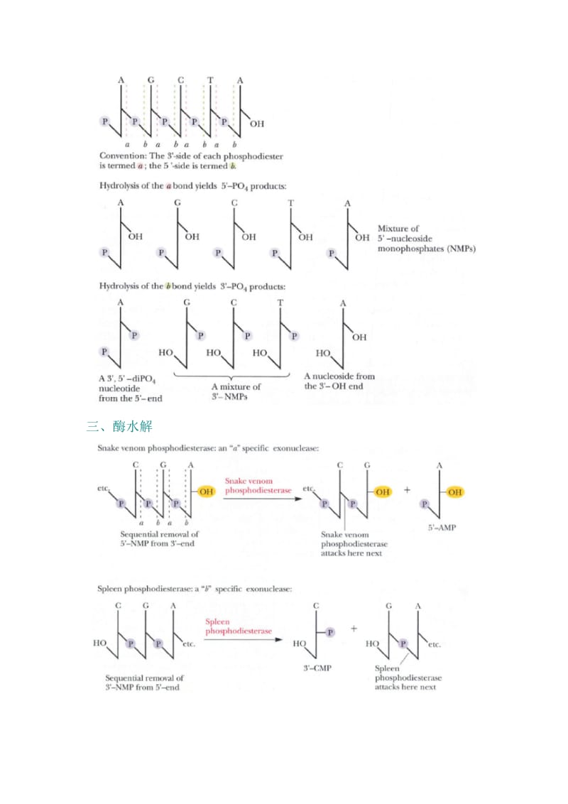 第14章核酸的物理化学性质.doc_第3页