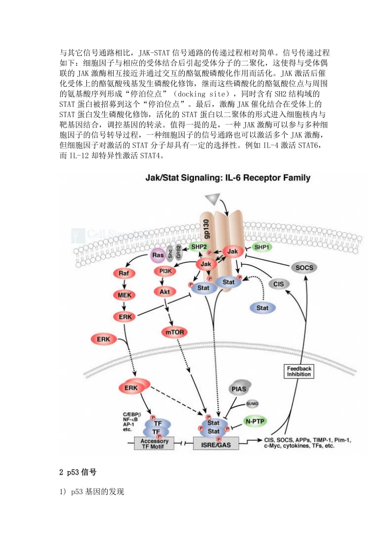 常见的信号转导通路.doc_第2页