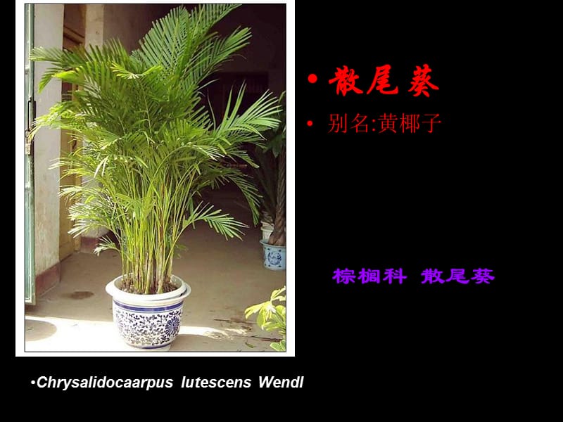 观叶植物图片.ppt_第2页