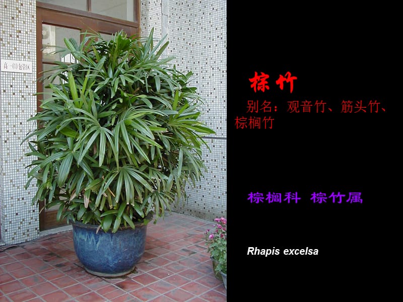 观叶植物图片.ppt_第3页