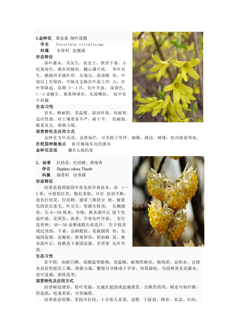 20种早春开花植物.doc_第2页