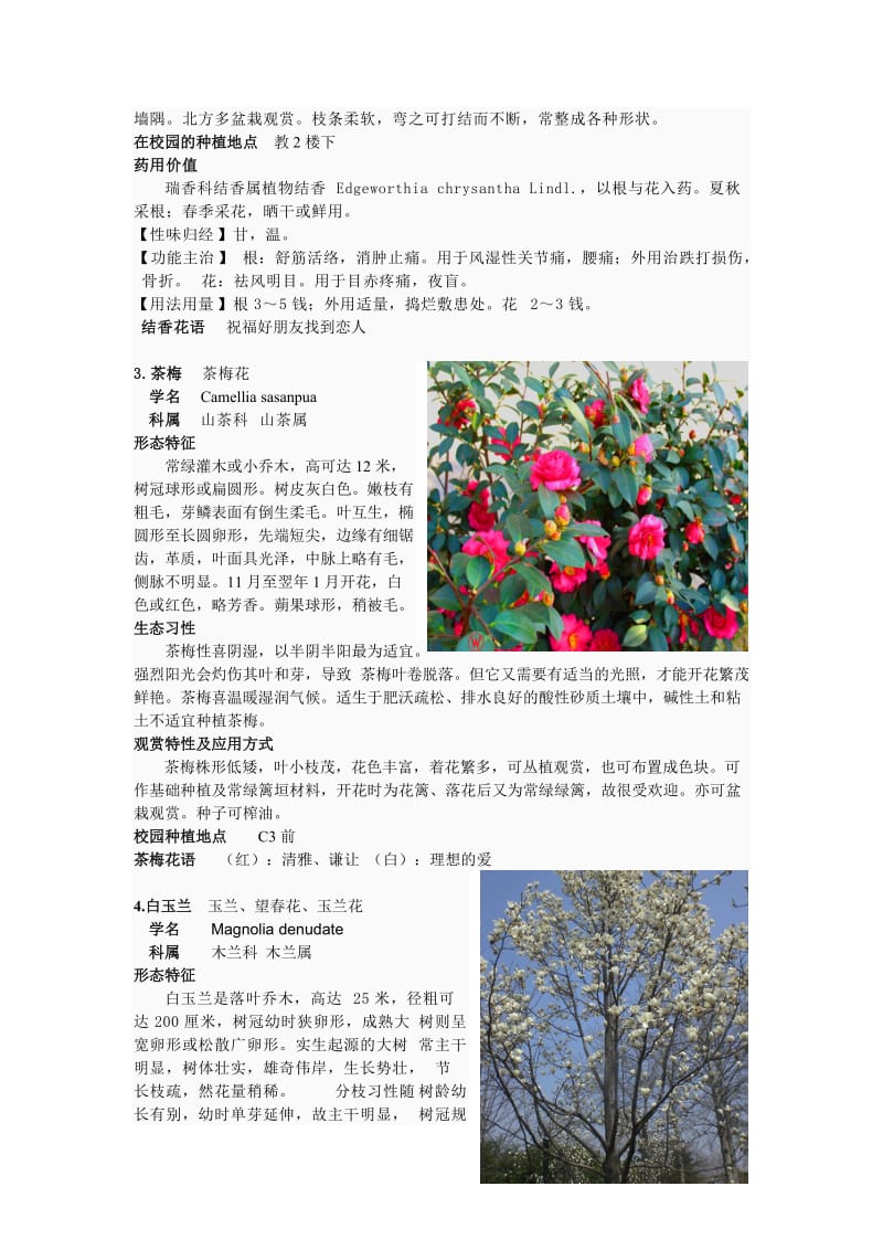 20种早春开花植物.doc_第3页