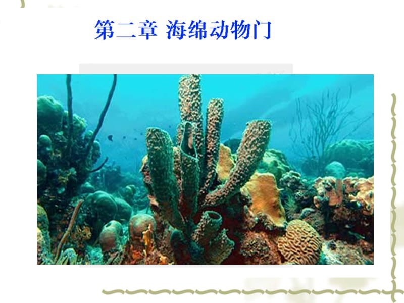 多细胞，海绵，腔肠.ppt_第1页