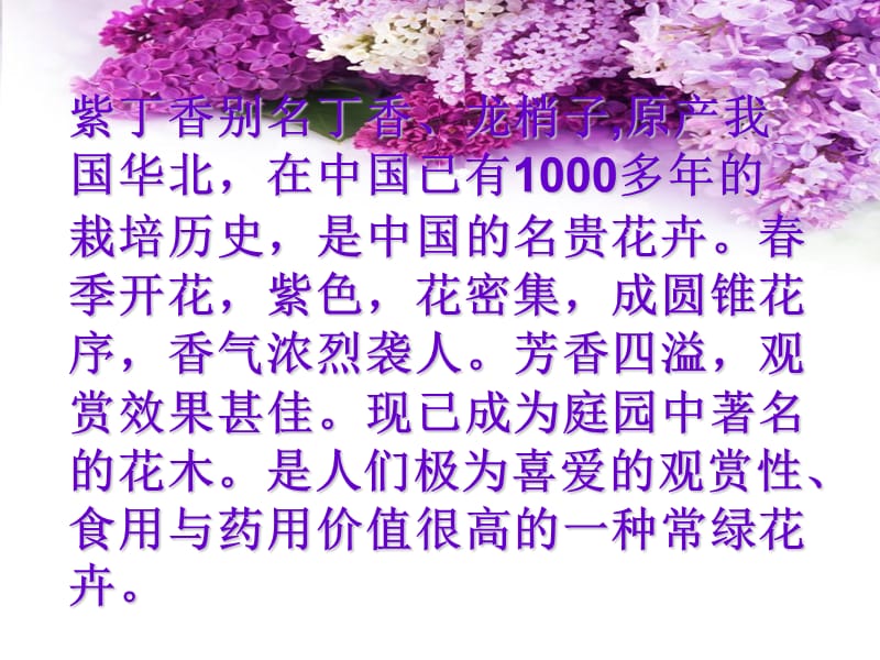 《一株紫丁香》3.ppt_第2页