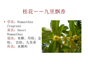 第六节桂花.ppt