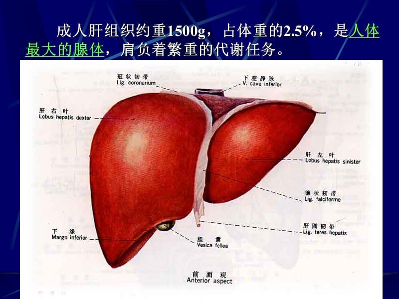 肝生化.ppt_第2页