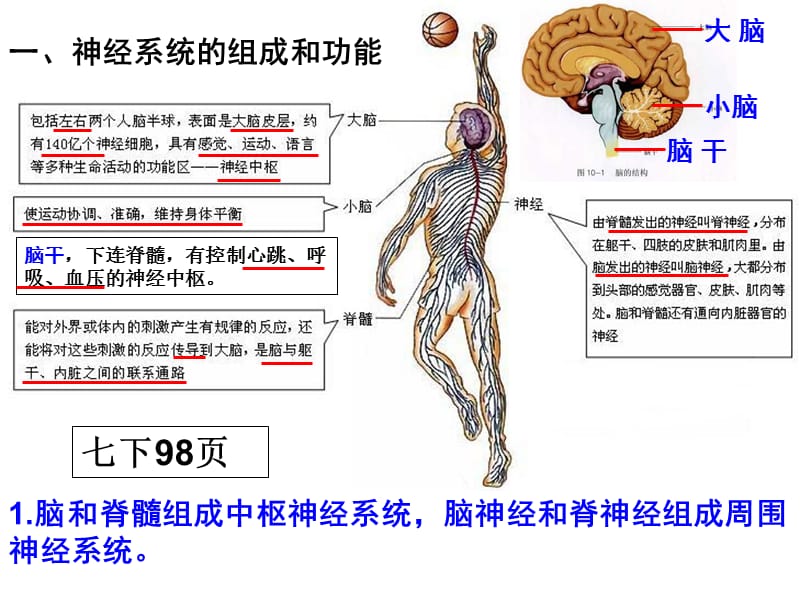 第四章生物圈中的人神经、内分泌系统.ppt_第2页